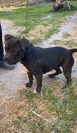 American Bully