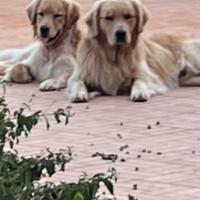 Cuccioli Golden Retriever Americano con Pedigree -