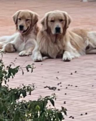 Cuccioli Golden Retriever Americano con Pedigree -