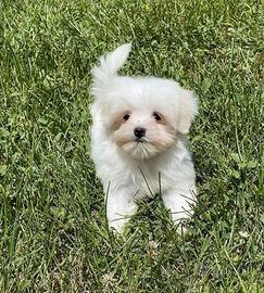 Maltese cuccioli