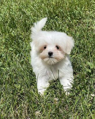 Maltese cuccioli