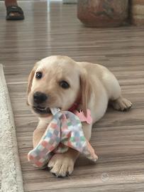 8 cuccioli di labrador