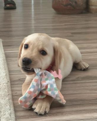 8 cuccioli di labrador