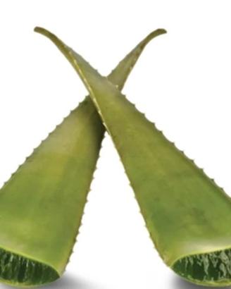 Cuscino