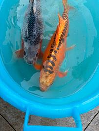 Carpe Koi