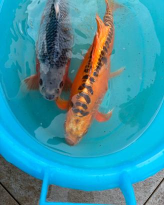 Carpe Koi