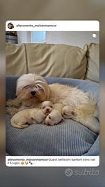 Maltesi coreani con pedigree Enci