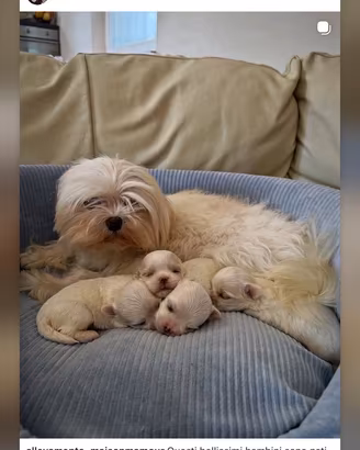 Maltesi coreani con pedigree Enci