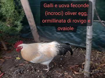 Galli e
