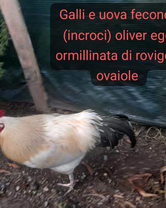 Galli e