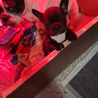 Cuccioli di bulldog francese