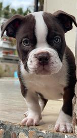 American bully micro