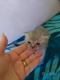 Scottish fold