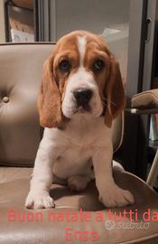 Cuccioli beagle bigool bigol