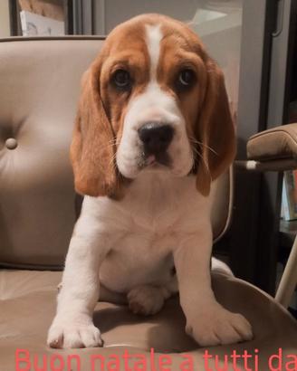 Cuccioli beagle bigool bigol