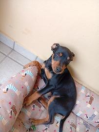 Pincher di 7 mesi