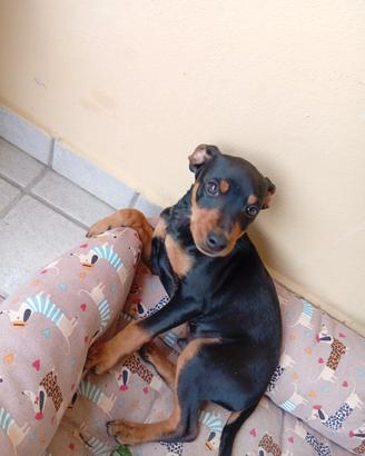 Pincher di 7 mesi
