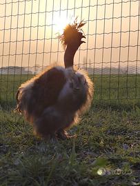 Gallo moroseta collo nudo