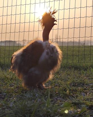 Gallo moroseta collo nudo