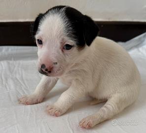 Jack Russel Terrier Femmina