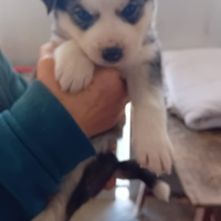 Cuccioli di husky