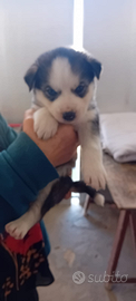 Cuccioli di husky