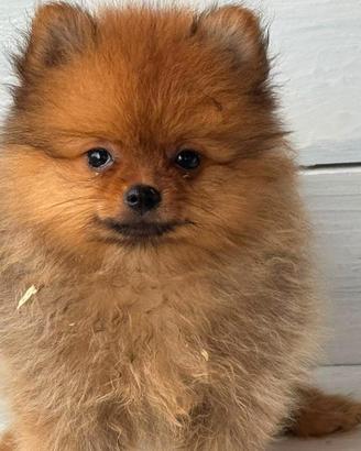 Spitz di Pomerania