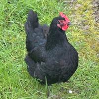 Gallina Australorp