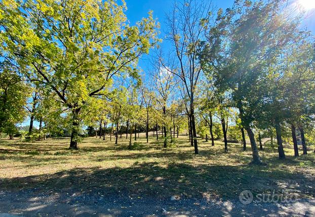 Terreno agricolo con piante di noce