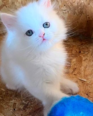 Gattino persiano normotipo maschio