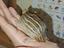 Immagine 4