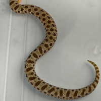 Heterodon nasicus hognose Conda