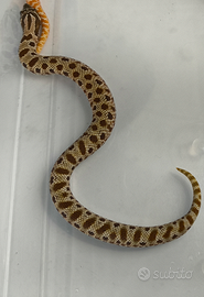 Heterodon nasicus hognose Conda