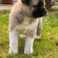 Akita Americano cuccioli