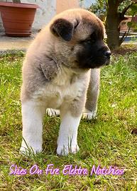 Akita Americano cuccioli