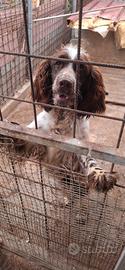 Springer spaniel