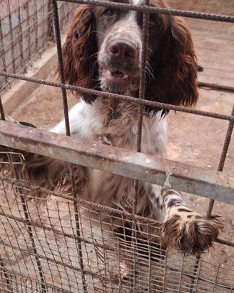 Springer spaniel