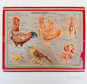 Plastico Didattico Scientifico 3D Rico Vintage 