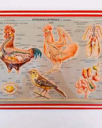 Plastico Didattico Scientifico 3D Rico Vintage 