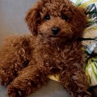 Barboncina di 4 mesi Red e con pedigree Enci