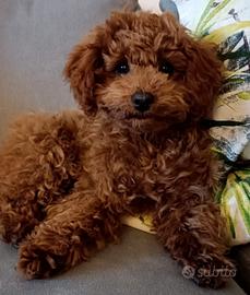 Barboncina di 4 mesi Red e con pedigree Enci