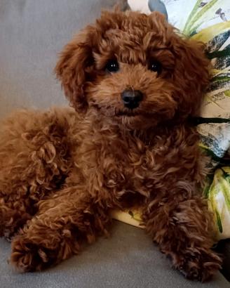 Barboncina di 4 mesi Red e con pedigree Enci