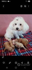 Cuccioli di maltipoo toy premium