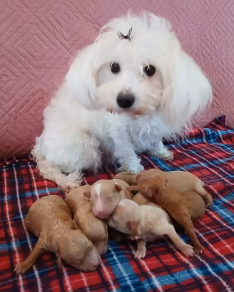 Cuccioli di maltipoo toy premium