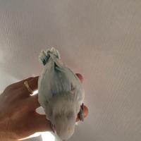 Inseparabile allevato a mano