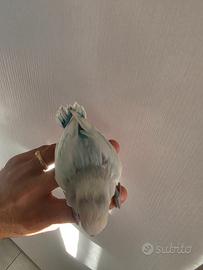 Inseparabile allevato a mano