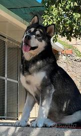 Alaskan Malamute