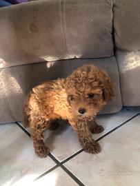 CUccioli barboncino toy red rosso