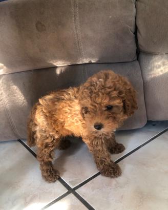 CUccioli barboncino toy red rosso