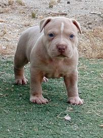 Pitbull ukc